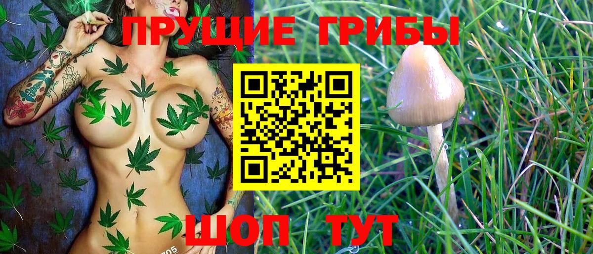 Алейск  Галлюциногенные грибы Cubensis  Вход с VPN 